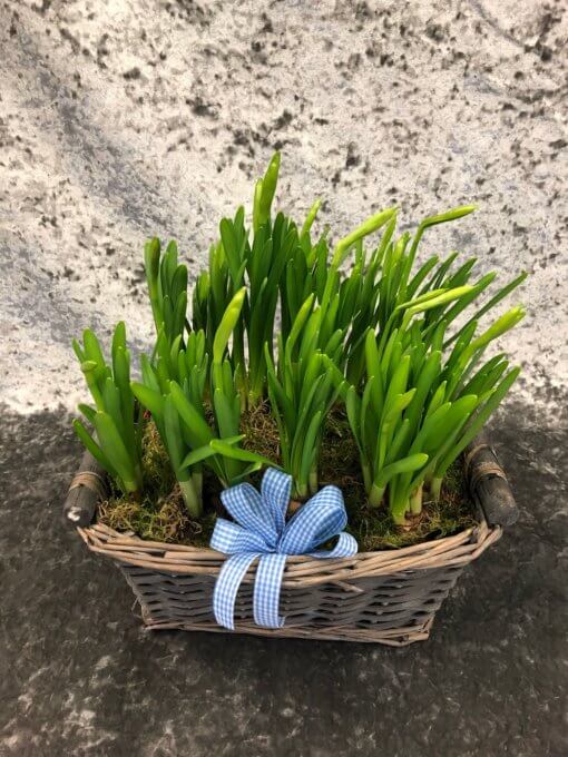 Tete a Tete Planter